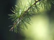 NCBR wspiera sektor leśno-drzewny. Konkurs WoodINN rozstrzygnięty